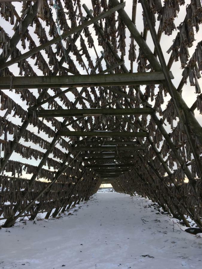 Svinoya, Hyggelig Leilighet Svolvaer Luaran gambar